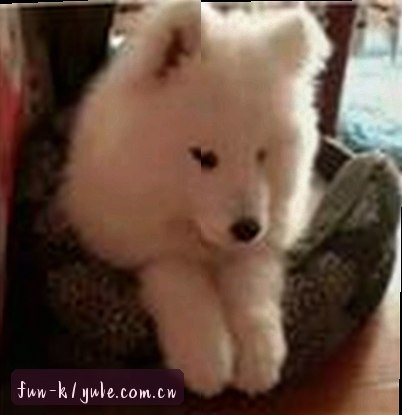 李强